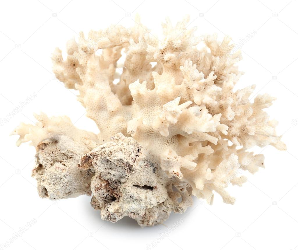 Coral isolated on white