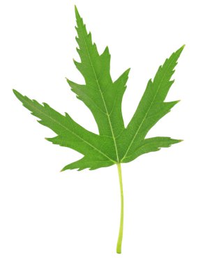 yeşil yaprak beyaz üzerinde izole