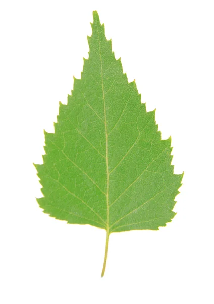 Feuille verte isolée sur blanc — Photo