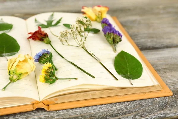 Opdrogen planten op notebook op houten achtergrond — Stockfoto