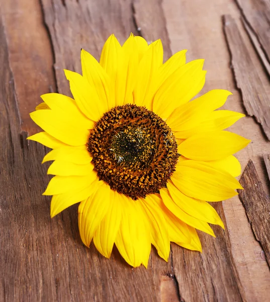 Girasol sobre fondo de madera — Foto de Stock