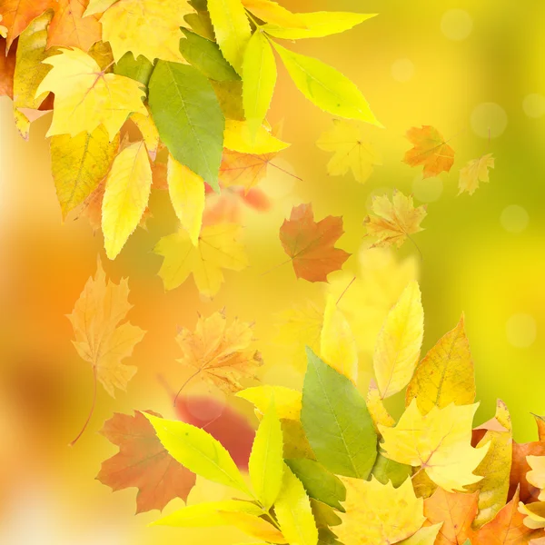 Vivid autumn leaves background — Stock Photo, Image