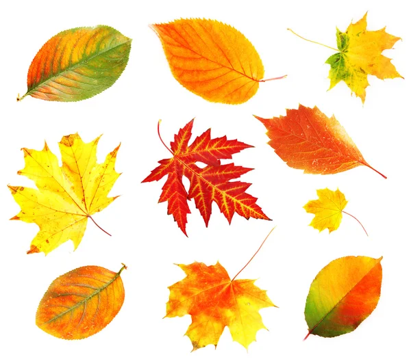 Hojas de otoño collage aislado en blanco — Stockfoto