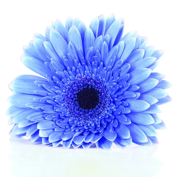 Güzel mavi çiçek bembeyaz — Stok fotoğraf