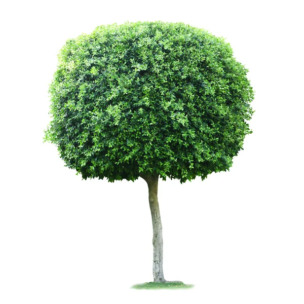 Albero verde isolato su bianco — Foto Stock