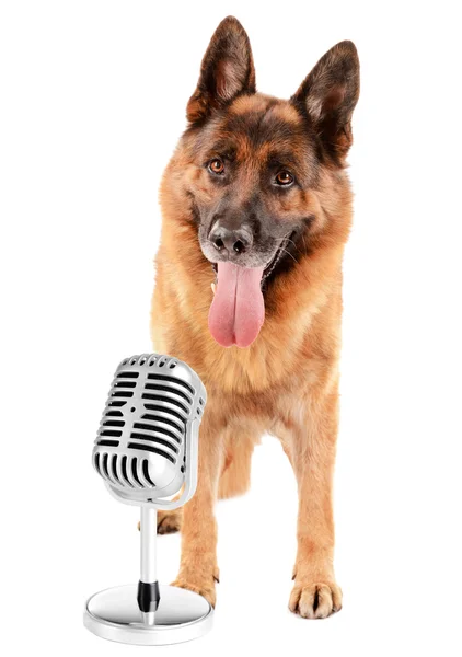 Cute dog with microphone isolated on white — Stock Photo, Image