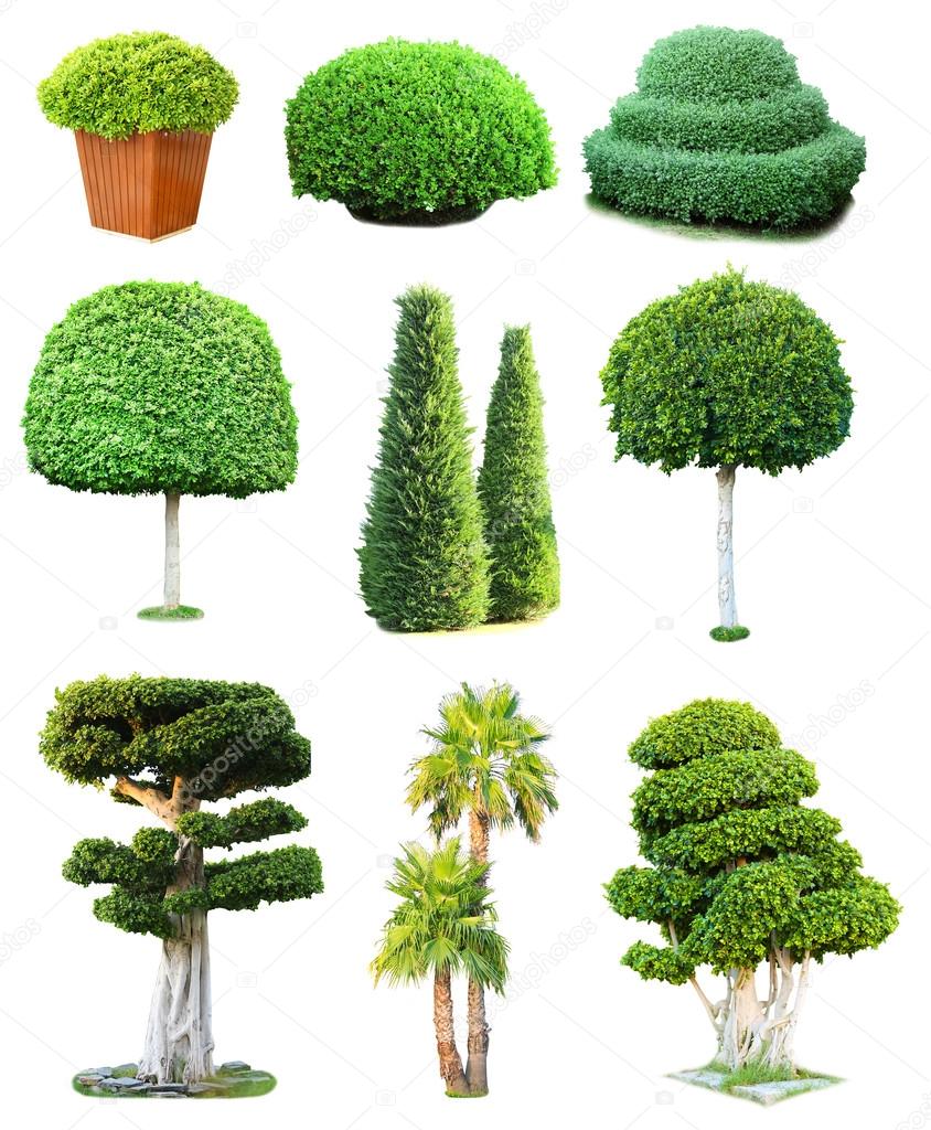 Collage of green trees and bushes isolated on white