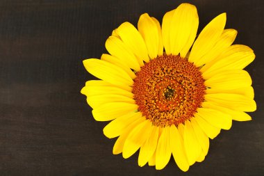 Tahta arka planda güzel bir ayçiçeği