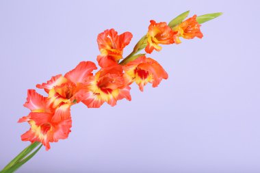 açık renkli arka plan üzerinde güzel Glayöl çiçek