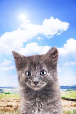 küçük gri kedi açık havada