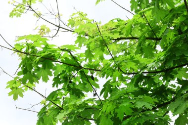 Bahar ağacının yaprakları