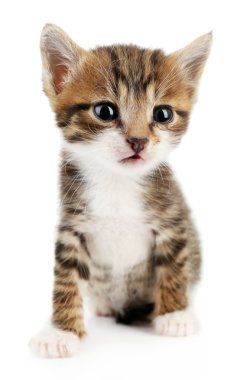 beyaz izole sevimli kedicik