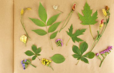 Kuru bitkiler defterine kadar yakın çekim