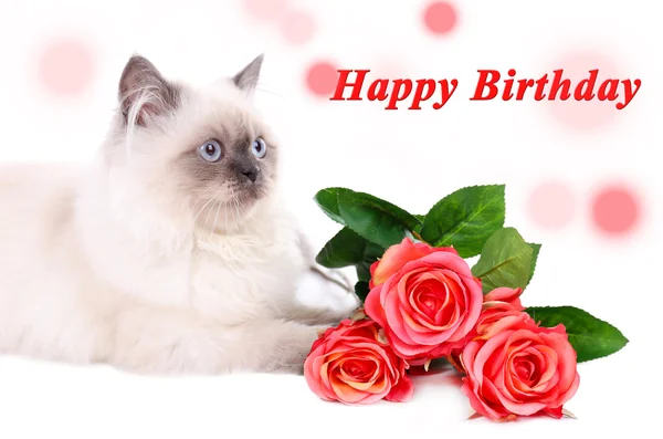 Birthday postcard.Beautiful cat with flowers — Stock Photo, Image