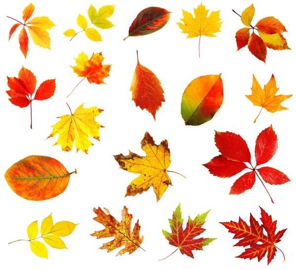 Hojas de otoño collage aislado en blanco — Stockfoto