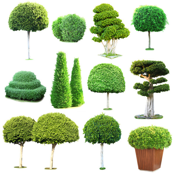 Collage of green trees and bushes isolated on white