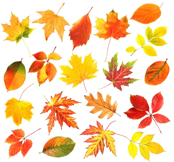 Autumn leaves collage isolated on white — Stock Photo, Image