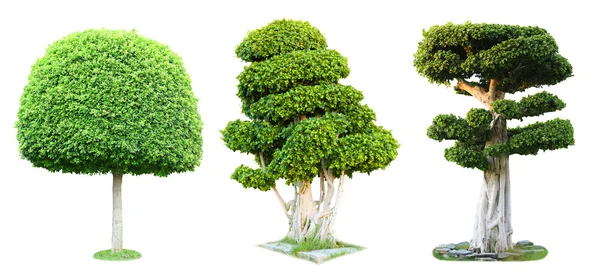 Collage de árboles verdes aislados en blanco — Foto de Stock