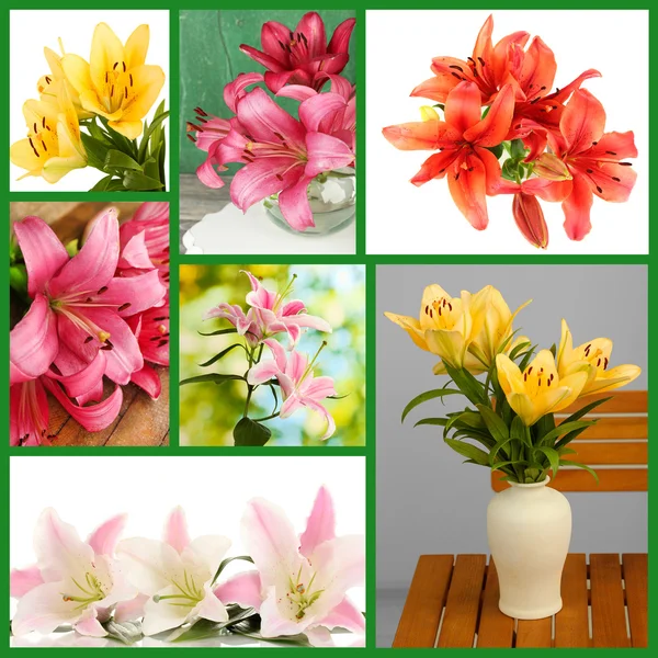 Collage of beautiful lilies — Stock Photo, Image