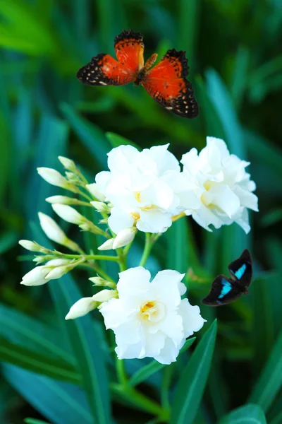 아름 다운 꽃과 나비 정원 — 스톡 사진