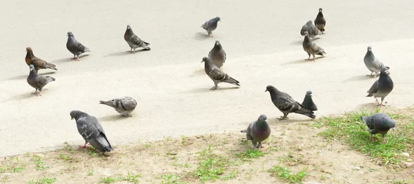 Pigeon flock on the street — Stock Photo, Image