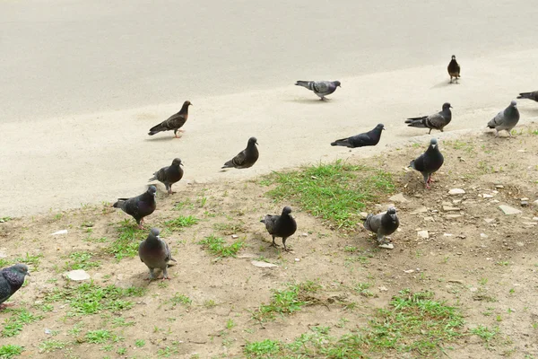 Pigeon flock on the street — Stock Photo, Image