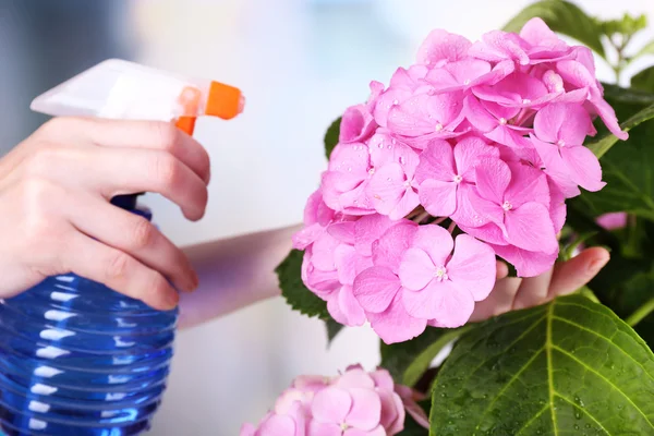 Process of caring for hydrangea flower — Stock Photo, Image