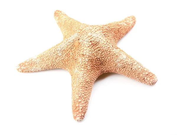 Starfish isolated on white — Stock Photo, Image