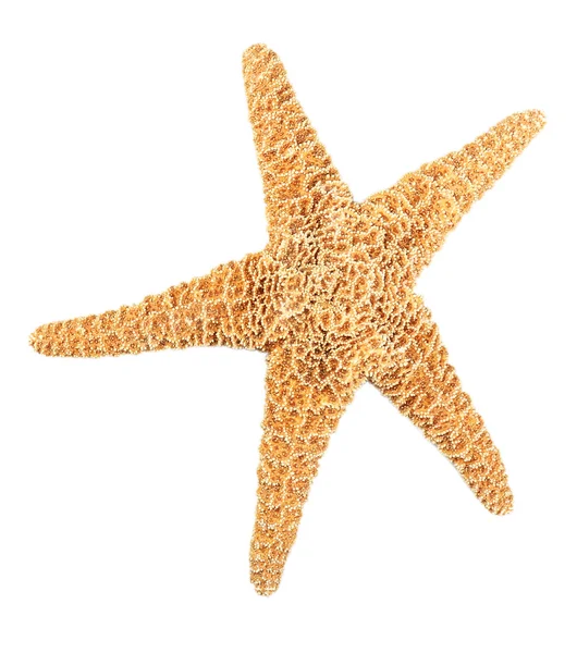 Морские звезды изолированы на белом — стоковое фото