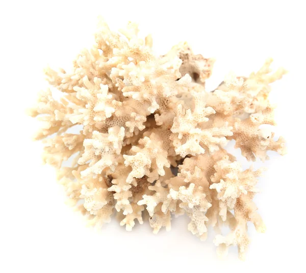 Corallo isolato su bianco — Foto Stock