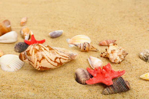 Seashells na areia, close-up — Fotografia de Stock