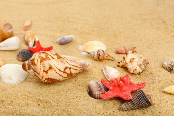 Cáscaras de mar sobre arena, primer plano —  Fotos de Stock