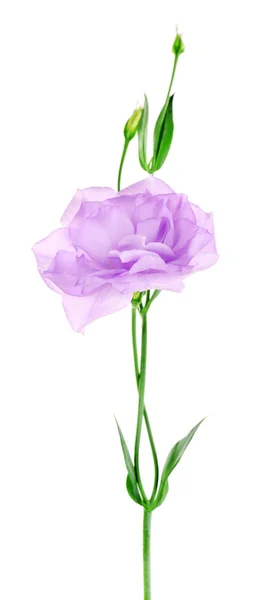 Paarse kunstmatige eustoma, geïsoleerd op wit — Stockfoto