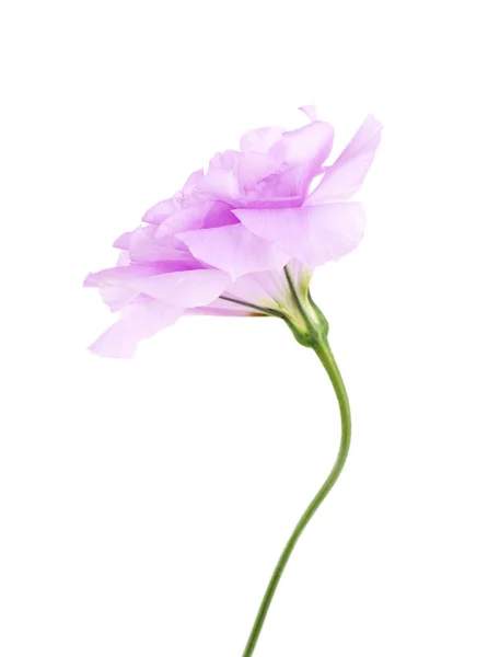 Purple artificial eustoma, isolated on white — Stock Photo, Image