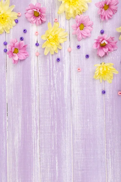 Beautiful chrysanthemum flowers on purple wooden background — Stock Photo, Image