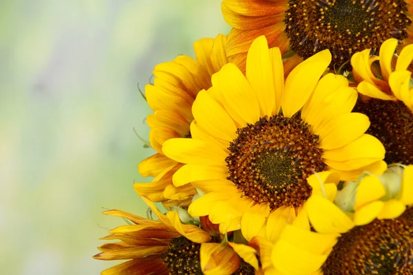 Bellissimi girasoli in brocca su sfondo luminoso — Foto Stock