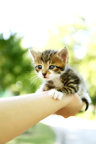 Niedliche kleine Kätzchen in der Hand im Freien — Stockfoto