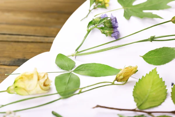 Seque as plantas no livro na mesa de perto — Fotografia de Stock