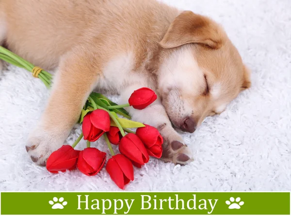 Photos De Petit Chien Joyeux Anniversaire Images De Petit Chien Joyeux Anniversaire Depositphotos Photos De Petit Chien Joyeux Anniversaire Images De Petit Chien Joyeux Anniversaire Depositphotos
