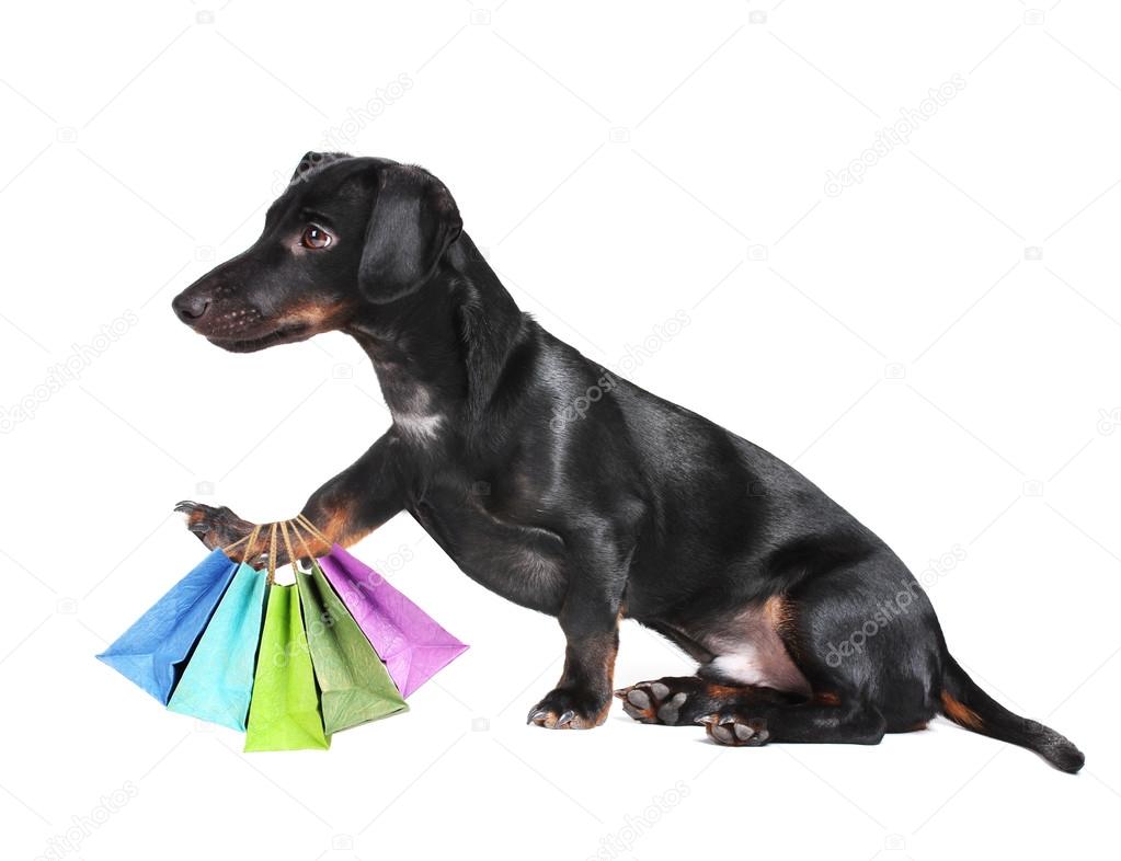 Black dachshund dog with shopping bags isolated on white