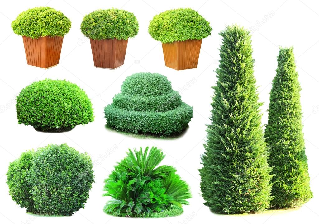 Collage of green bushes isolated on white