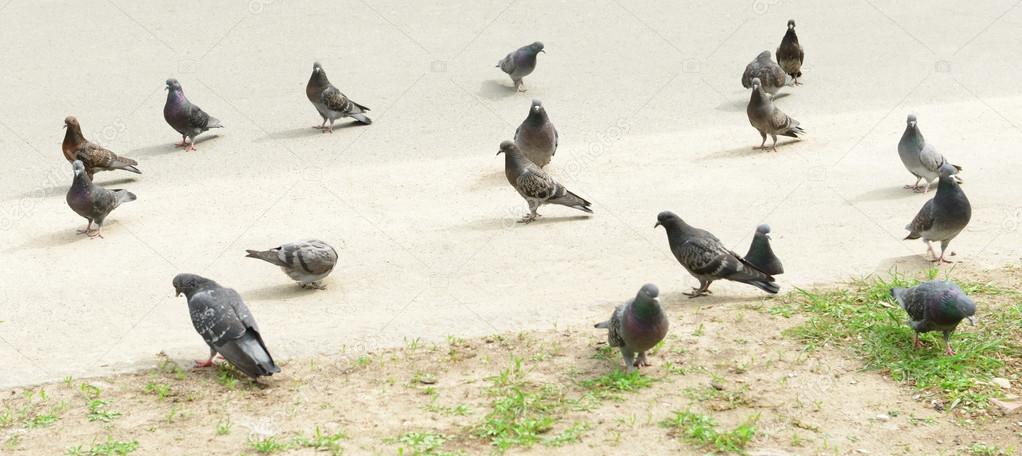 Pigeon flock on the street