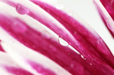 su damlaları krizantem yaprakları üzerinde yakın çekim