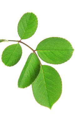 izole beyaz zemin üzerine yeşil brunch