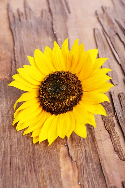 Girasol sobre fondo de madera — Foto de Stock