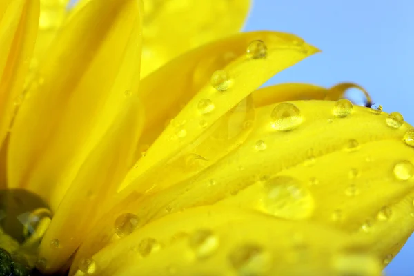 水滴在菊花的花瓣，特写 — 图库照片