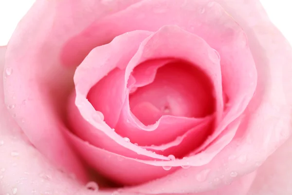 Gocce d'acqua sui petali di rosa, primo piano — Foto Stock