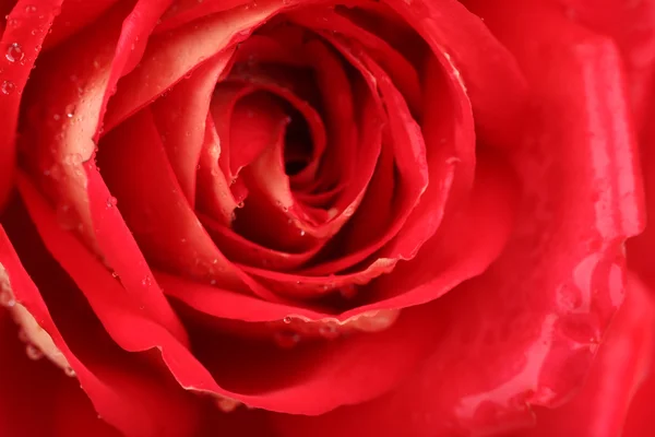 Капли воды на лепестках роз, крупный план — стоковое фото