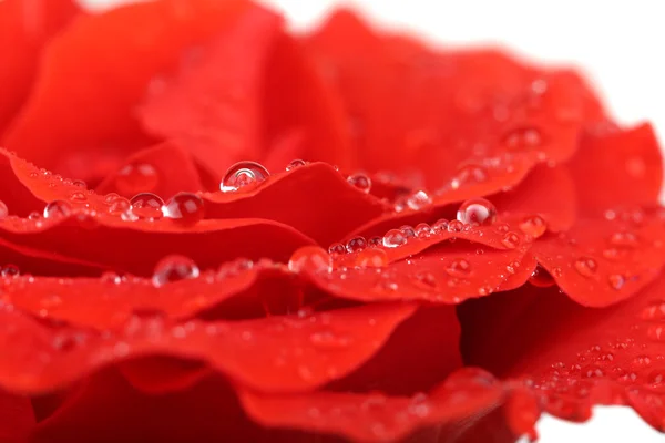 Gotas de agua sobre pétalos de rosa, primer plano — Foto de Stock