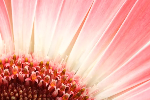 Gerbera blomma bakgrund — Stockfoto